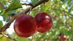 El aumento de los envíos de fruta de hueso chilena será la prueba de fuego de las mejoras logísticas
