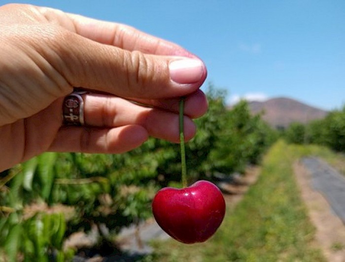 El camino hacia la cereza chilena ideal