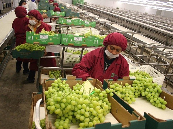 Perú : Agroexportadores con valor agregado buscan aumentar exportaciones a tasas superiores a 20%