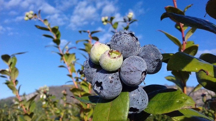 México: Sigue creciendo la producción de arándano en El Fuerte. Hay más trabajo, asegura Gildardo Leyva
