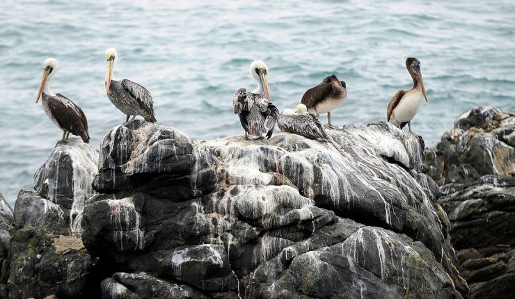 SAG Biobío confirma primer caso de influenza aviar en aves silvestres en la región