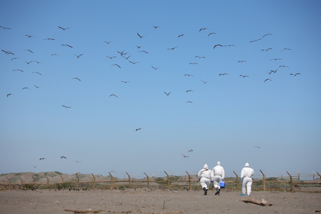 SAG Los Lagos confirma primer caso de influenza aviar en aves silvestres