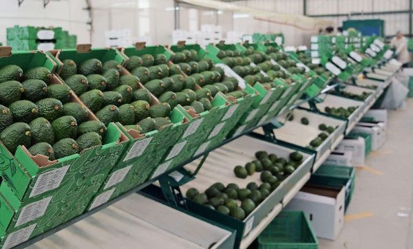 Nueva Zelanda, 2023: Un ponente del Congreso Mundial del Aguacate sostiene que la edad dorada ha terminado