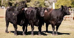 Exportación de carne: Argentina abre un nuevo mercado de 2 Millones de habitantes