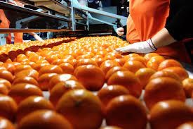 Argentina avanza en la apertura del mercado de cítricos dulces a India