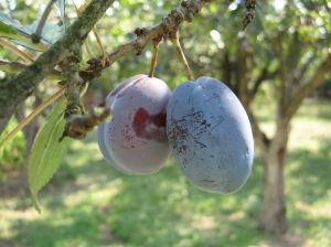 Informe del mercado mayorista en China. Semana 6 Mayores volúmenes de ciruelas pasas chilenas que el año pasado y crecimiento significativo de las uvas rojas en Perú