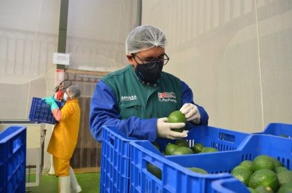 Perú: Puerto del Callao aglomera 70% de las exportaciones de paltas de la campaña 2022-2023