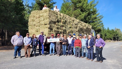 Avanza la entrega de alimentación animal para productores Indap afectados por incendios