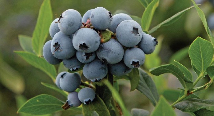 Exportaciones peruanas de arándanos crecerían 30% en campaña 2022-2023