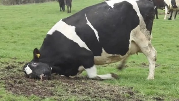 Gobierno brasileño confirmó que analiza un caso sospechoso de vaca loca