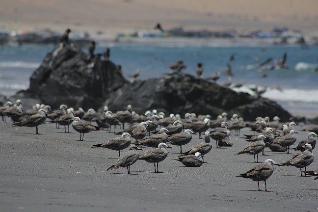 AUTORIDADES LLAMAN A EVITAR CONTACTO CON AVES SILVESTRES Y ANIMALES MARINOS ENFERMOS O MUERTOS POR INFLUENZA AVIAR