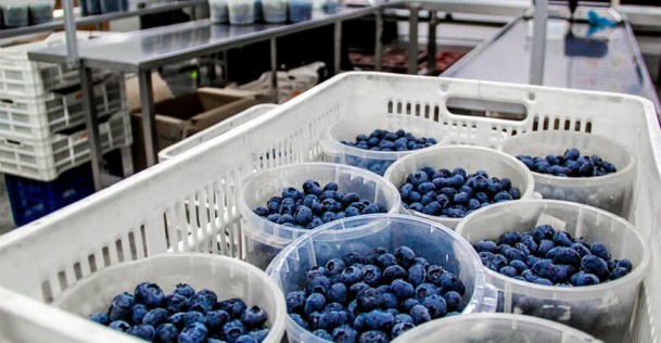 Exportación de arándano peruano apunta a un gran cierre de campaña
