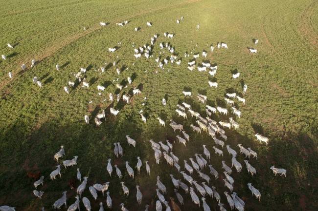 Ganaderos de Estados Unidos reclaman el cese inmediato de las importaciones de carne vacuna brasileña