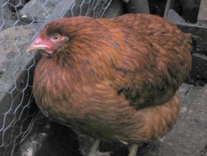 SAG Ñuble detecta caso de influenza aviar en aves de traspatio en comuna de Chillán Viejo