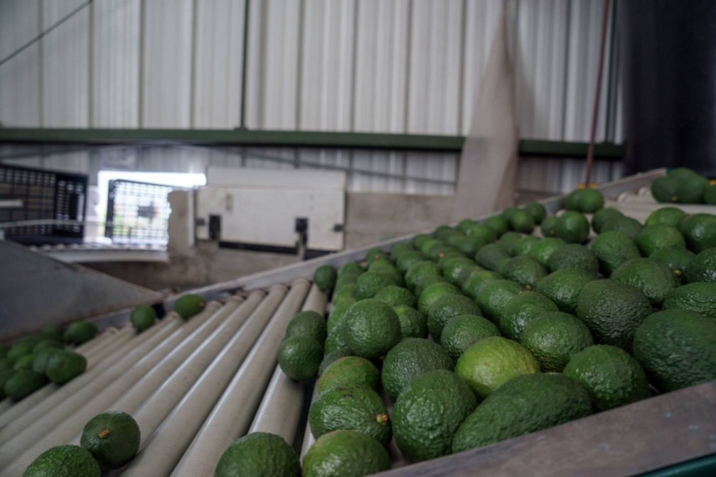 La palta peruana sigue brillando a nivel global: Así crecería la última campaña
