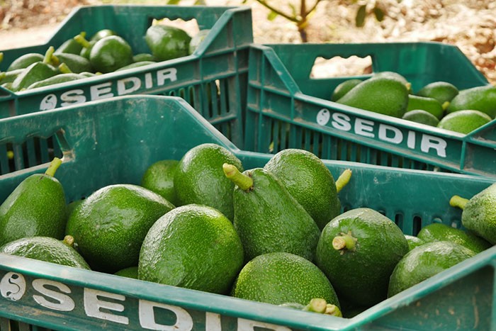FAO: La palta será el alimento más comercializado para el 2030