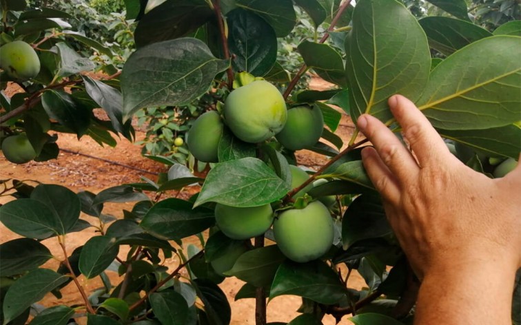 Alerta y máxima prevención contra una nueva plaga de Sudáfrica que en Andalucía y Portugal ya afecta a cítricos, caquis y aguacates