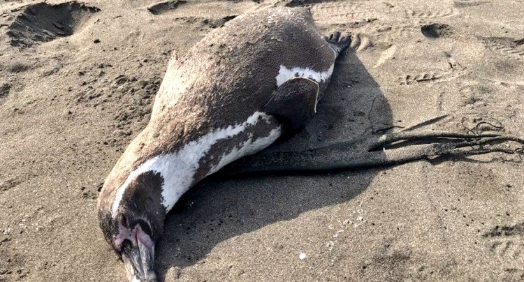 Dan a conocer caso positivo de influenza aviar en pingüino de la Región de Coquimbo