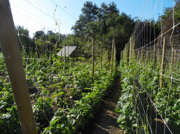Estimulan producción de legumbres en la pequeña agricultura de la provincia de Arauco
