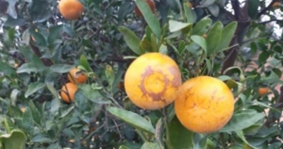 La plaga sudafricana que ya afecta a caquis, cítricos y aguacates de España y Portugal