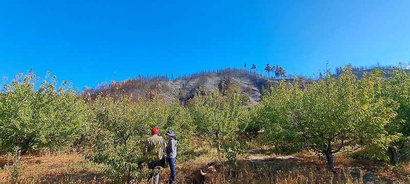 Investigadores UdeC realizan diagnóstico de cerezos ‘Corazón de Paloma’ para identificar impacto de los incendios forestales