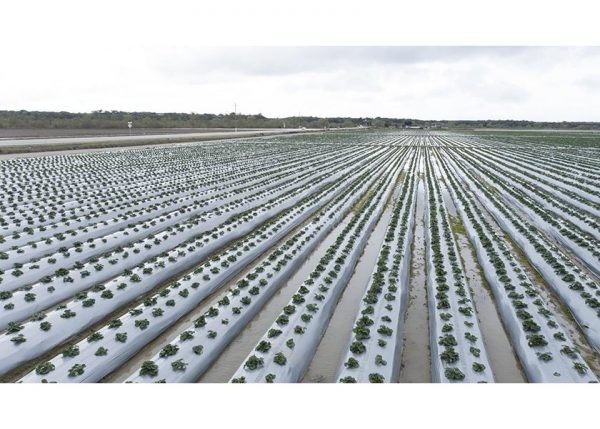 Inundaciones causan grave daño en cultivos de frutilla de California
