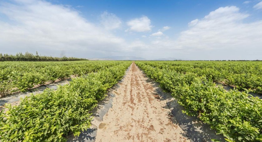 El milagro de los arándanos peruanos: cómo pasar a ser el rey de las exportaciones en 10 años