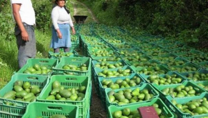 Perú: Hay US$600 millones de producción de palta en riesgo por las lluvias