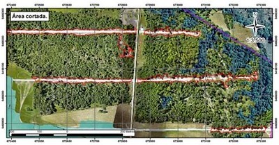 Confirman sentencia por corta no autorizada de bosque nativo en Región de Los Lagos