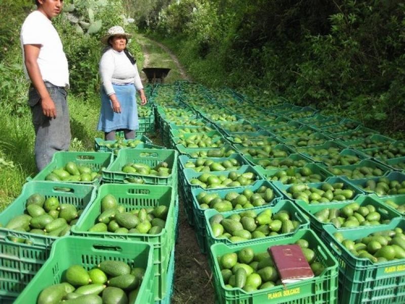Perú: Exportaciones de palta de la sierra crecen en volumen 53%