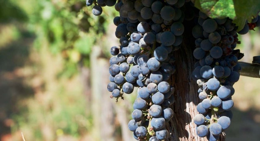 Vinos y Espirituosos: en vigor Acuerdo Modernizado Unión Europea - Chile