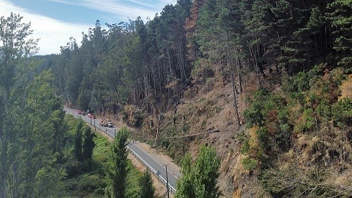 MOP CONTINÚA EJECUTANDO LABORES DE VOLTEO DE ÁRBOLES EN RUTA DE LA MADERA ANTE RIESGO DE CAÍDA