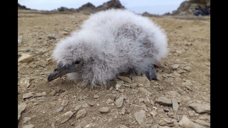 Después de 40 años vuelve a nacer un yunco en isla Chañaral