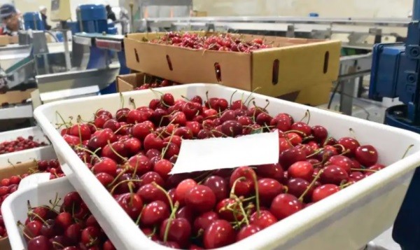 Las exportaciones argentinas de cerezas caen a los volúmenes más bajos de los últimos cinco años