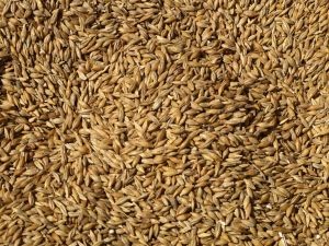 Molienda de trigo de la Región del Biobío decreció 12,7% en el mes de febrero
