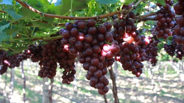 Uvas brasileñas se acercan a China