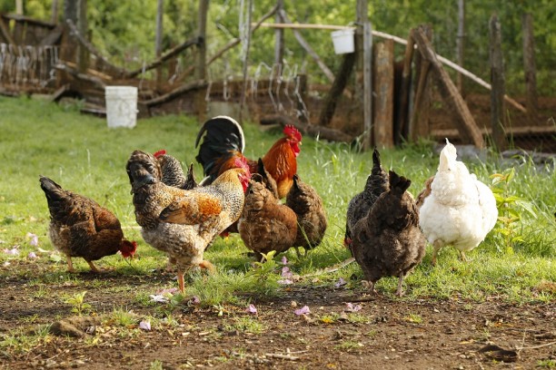 SAG CONFIRMA PRIMER CASO DE INFLUENZA AVIAR EN AVES DE TRASPATIO EN LA REGIÓN DE LOS LAGOS