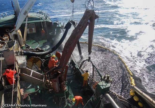 Desembarque pesquero de la Región del Biobío creció 50,9% en doce meses