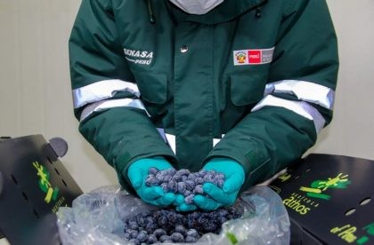 Perú se ubica como primer exportador mundial de arándanos en 2022