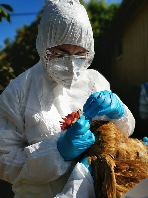 SAG continúa trabajando en foco por Influenza Aviar en Los Ríos