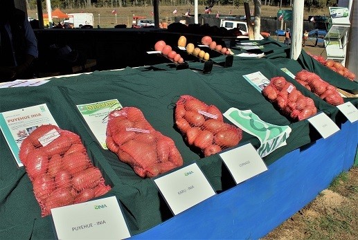 Las variedades de papa más consumidas en el país mostraron funcionarios de INIA en Cañete
