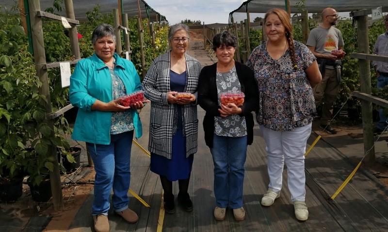 Nuevas frambuesas desarrolladas en Aysén llevan nombres de agricultoras: Eduvina, Rosa y Guillermina