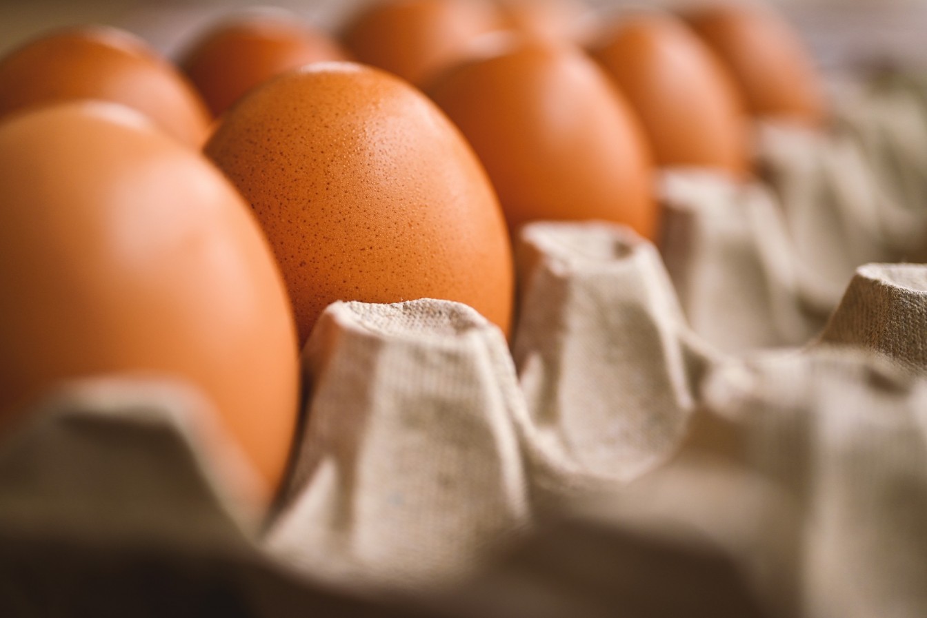 Continúan investigaciones para disminuir el colesterol del huevo a través de su alimentación 