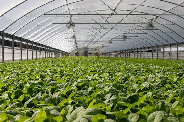 Corfo Metropolitano ofrece becas a productores hortícolas para mejorar sus conocimientos en manejo de invernaderos
