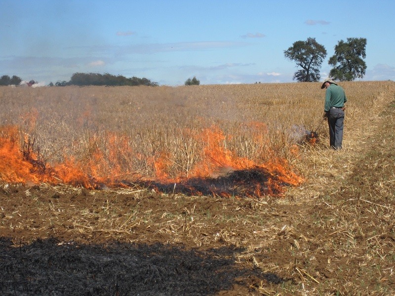 Levantan prohibición de quemas agrícolas controladas en la Región del Biobío