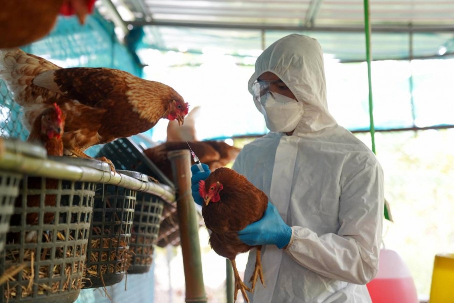   SAG confirma detección de influenza aviar en segundo plantel industrial de Biobío