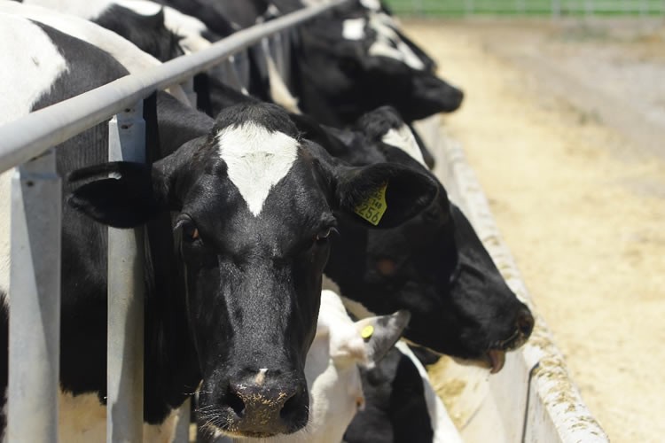 Producción de leche cruda en regiones continúa con desempeño negativo