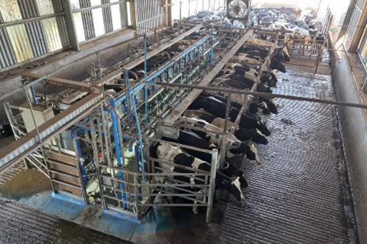 Precio de la leche al productor no logra estimular la recepción