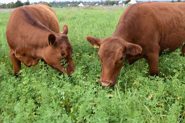 Agricultores del secano Mediterráneo de Chile están cerca de contar con la primera variedad de alfalfa