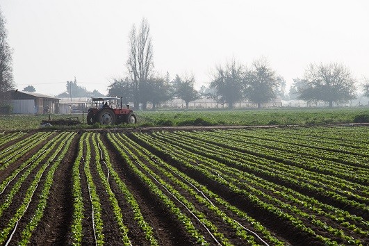 Ministerio de Agricultura anuncia proceso de compra de maíz por parte de Cotrisa a pequeños productores